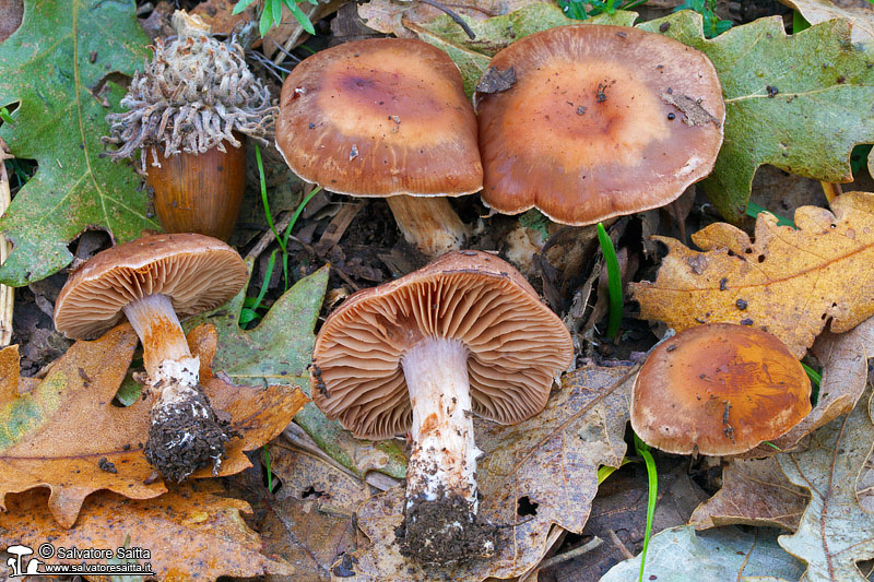 Cortinarius assiduus foto 1