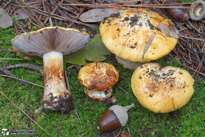 Cortinarius calochrous foto 1