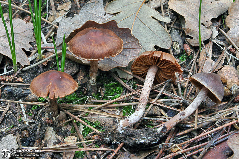 Cortinarius decipiens foto 1