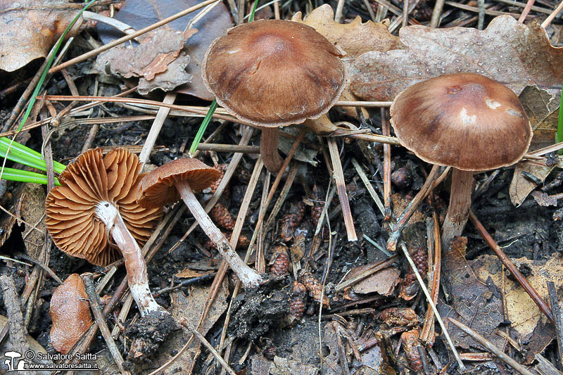 Cortinarius decipiens foto 2