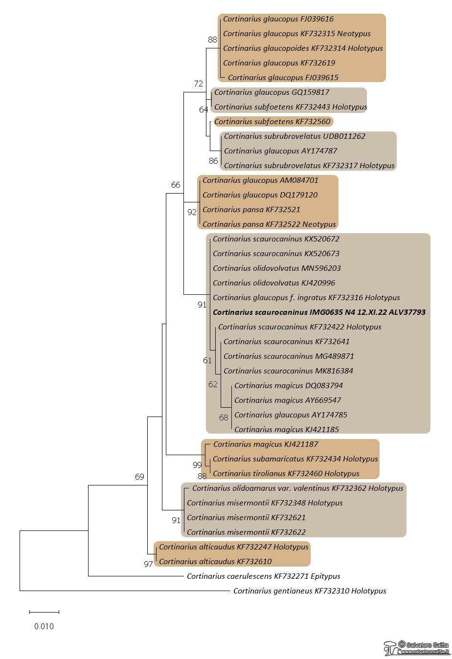 Cortinarius glaucopodes albero filogenetico foto 1