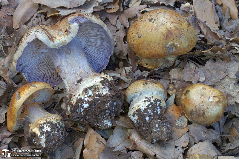 Cortinarius glaucopus foto 1