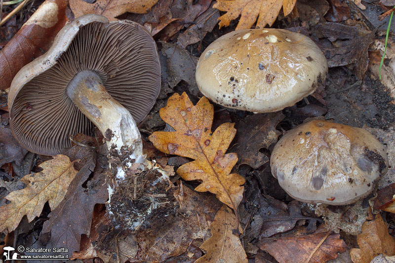 Cortinarius infractus foto 1