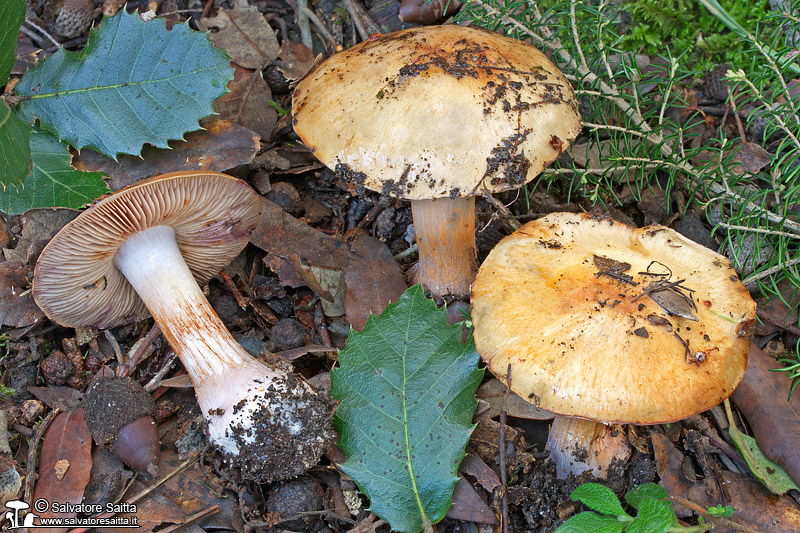 Cortinarius purpurascens foto 1