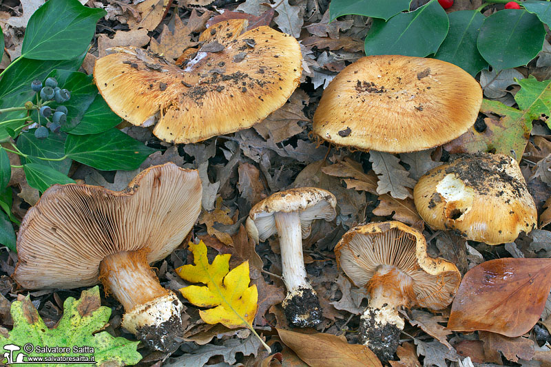 Cortinarius scaurocaninus foto 1