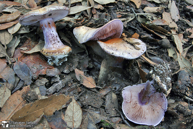 Cortinarius sodagnitus foto 1