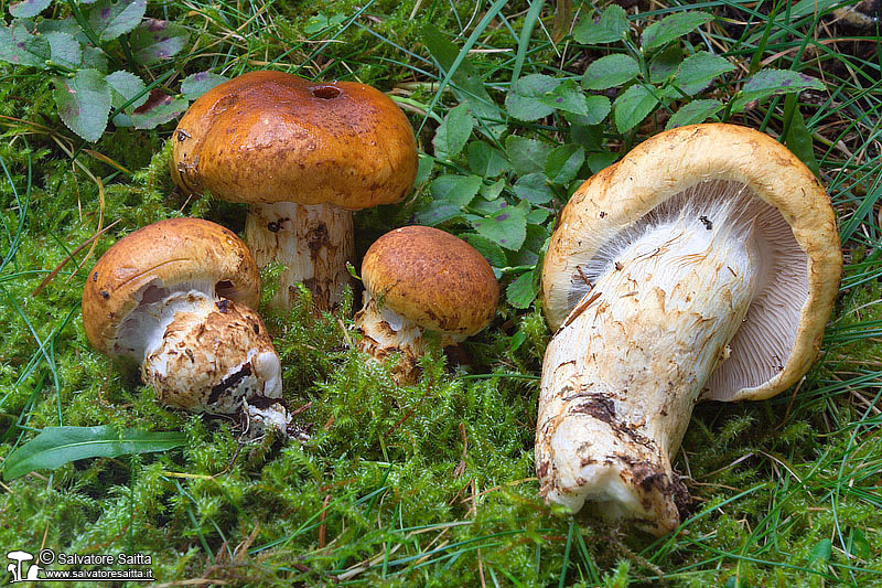 Cortinarius subvalidus foto 1