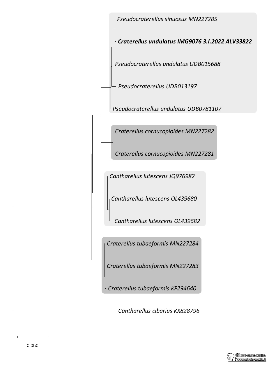 Craterellus albero filogenetico foto 1