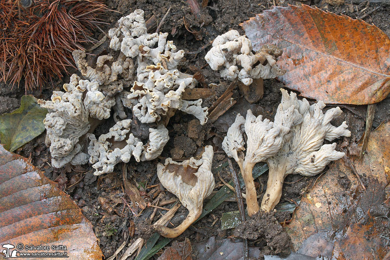 Craterellus undulatus foto 1