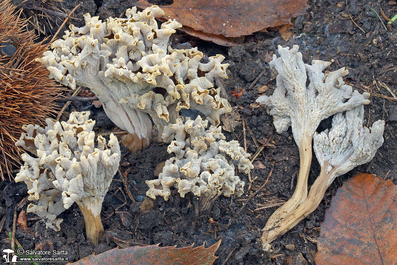 Craterellus undulatus foto 2