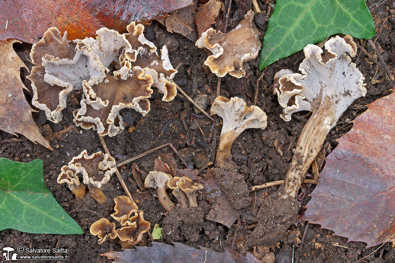 Craterellus undulatus foto 3