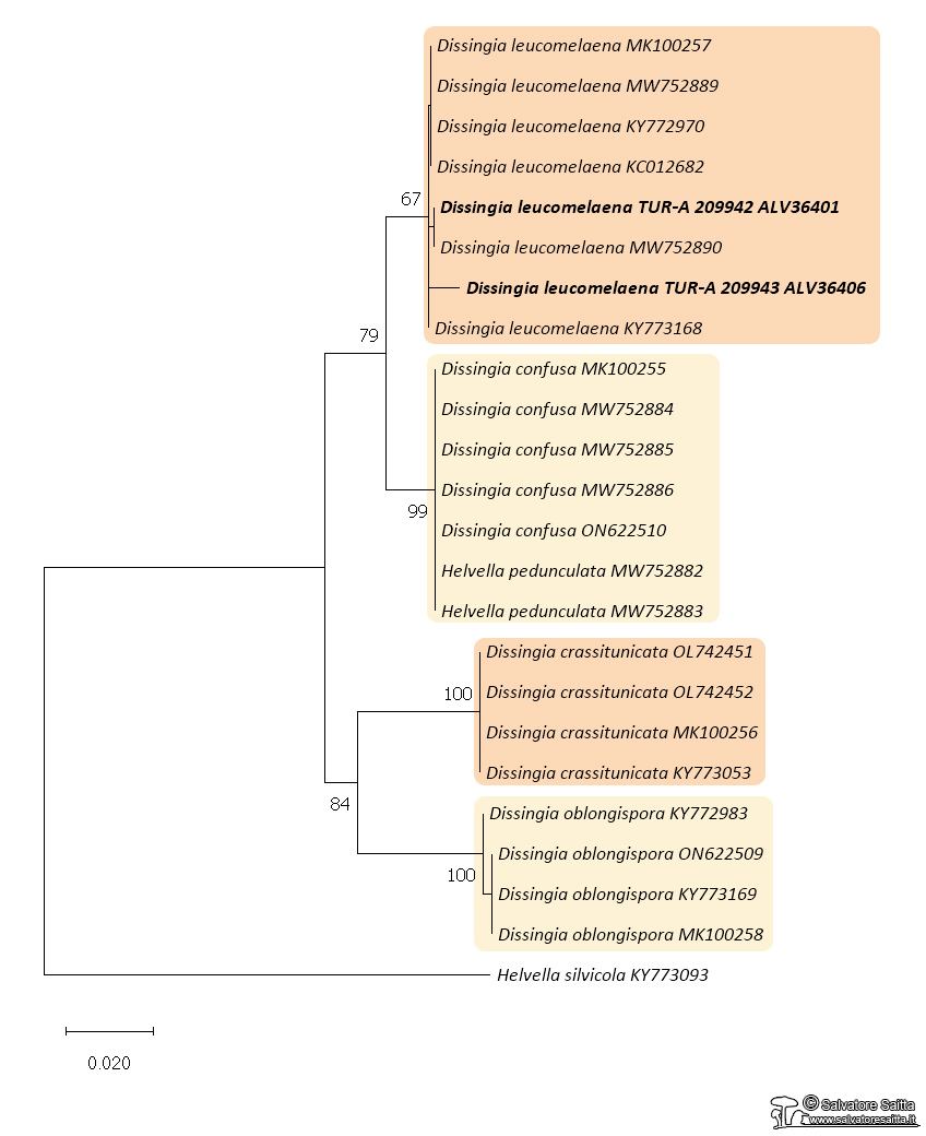 Dissingia albero filogenetico