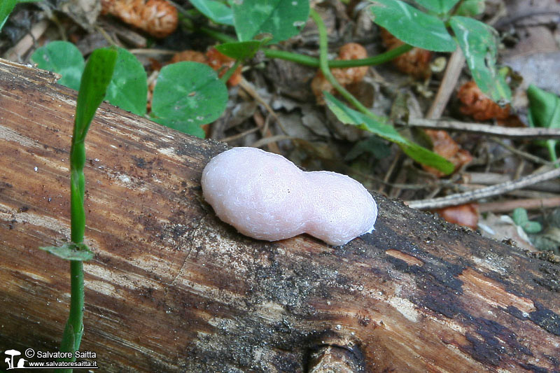 Enteridium lycoperdon foto 1