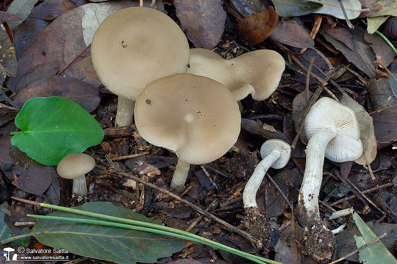 Entoloma rhodopolium foto 1