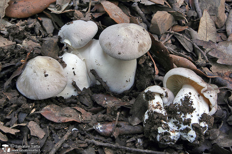 Entoloma sinuatum foto 1