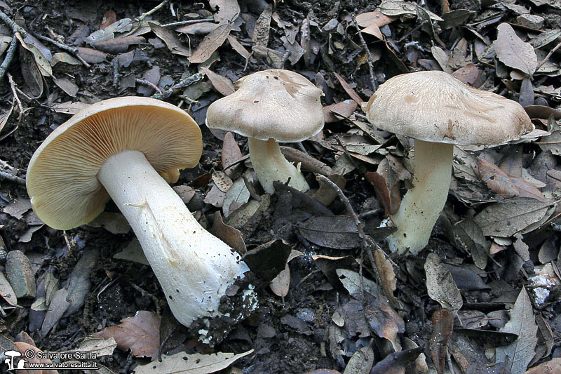 Entoloma sinuatum foto 2