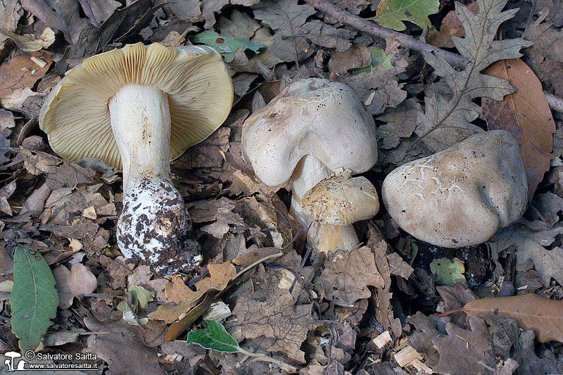 Entoloma sinuatum foto 3