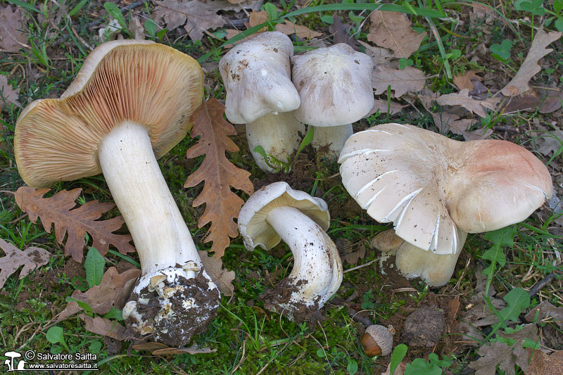 Entoloma sinuatum foto 4