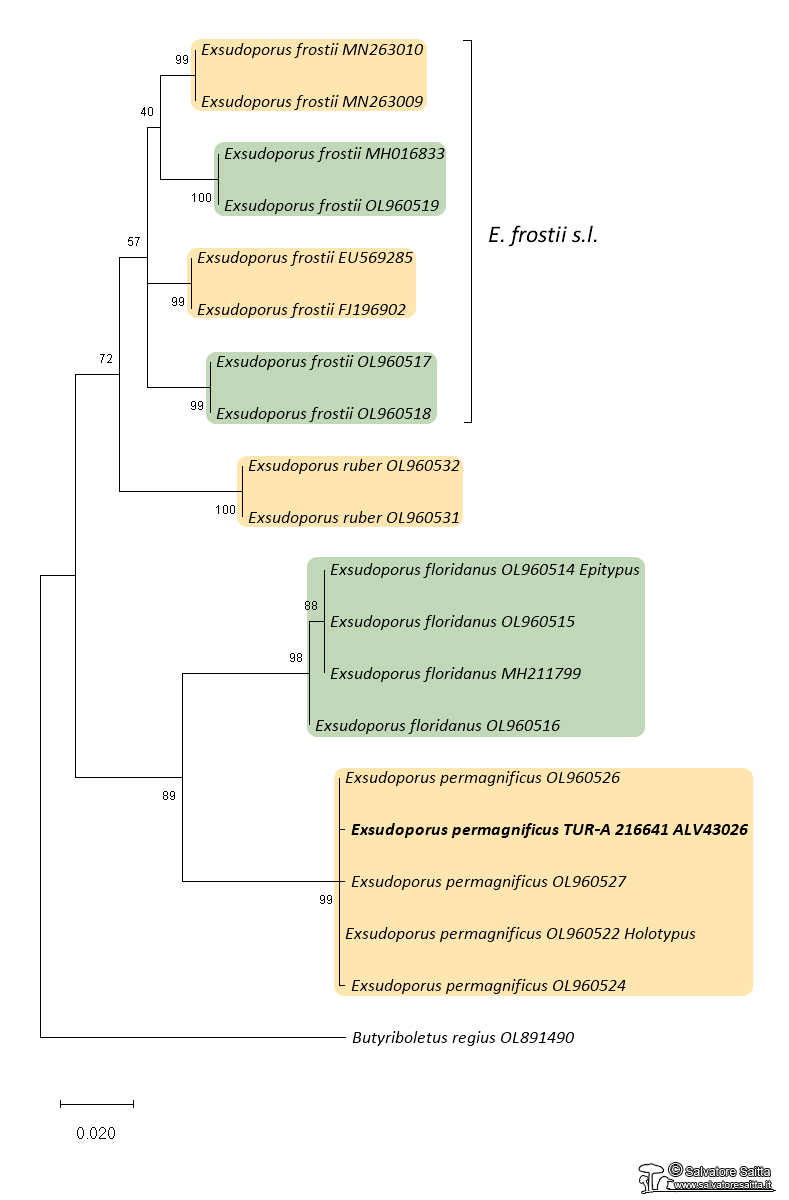 Exsudoporus permagnificus albero filogenetico ITS