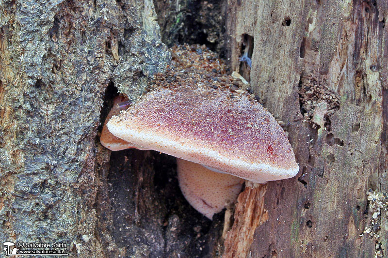 Fistulina hepatica foto 1