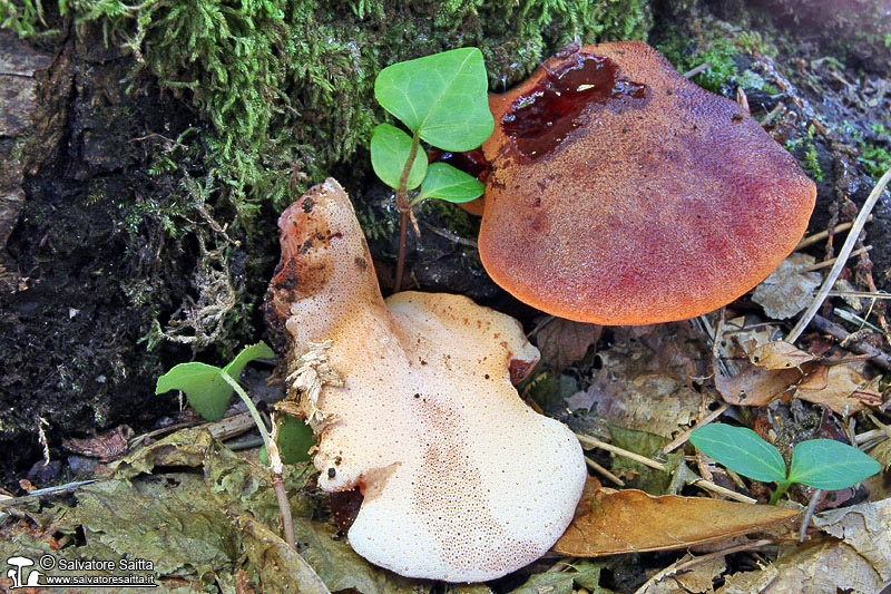 Fistulina hepatica foto 2