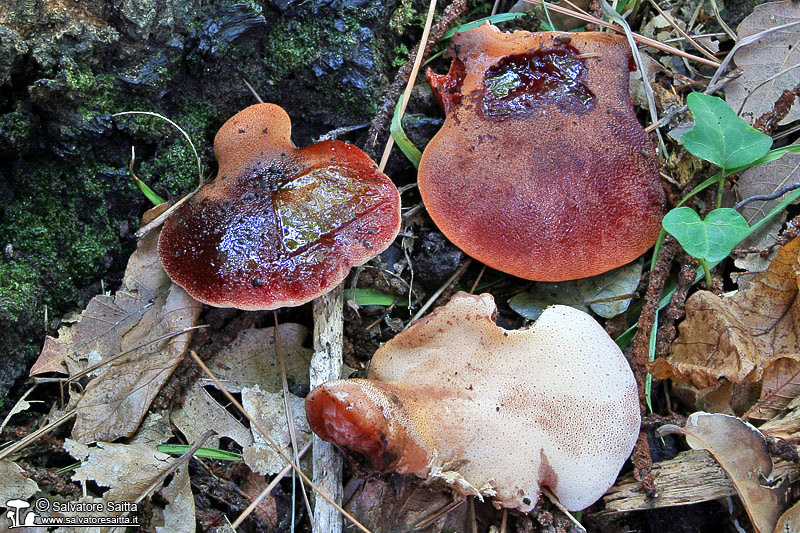 Fistulina hepatica foto 1