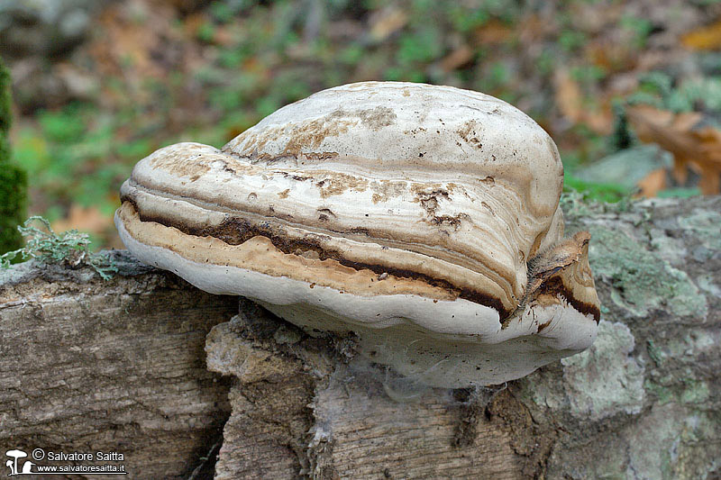 Fomes fomentarius foto 1