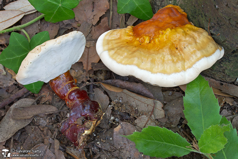 Ganoderma lucidum foto 1