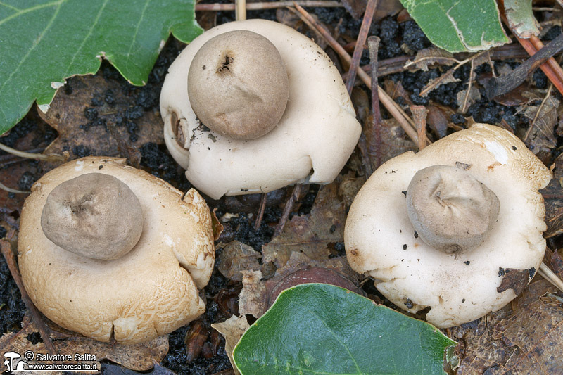 Geastrum fimbriatum foto 1