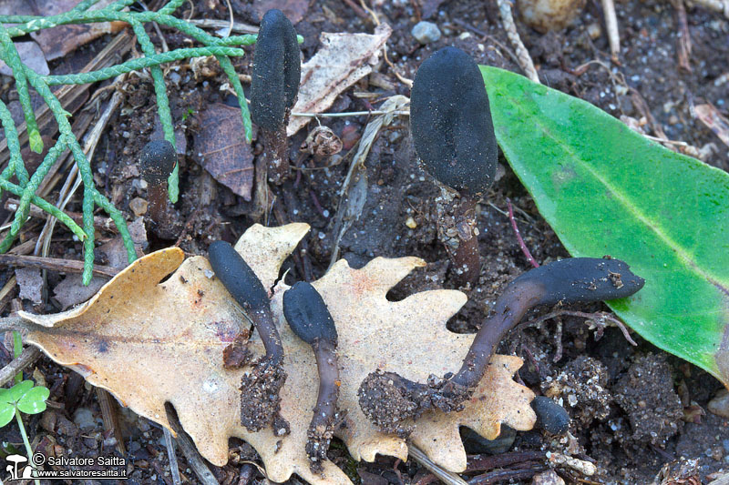 Geoglossum brunneipes foto 1