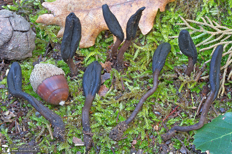 Geoglossum brunneipes foto 5