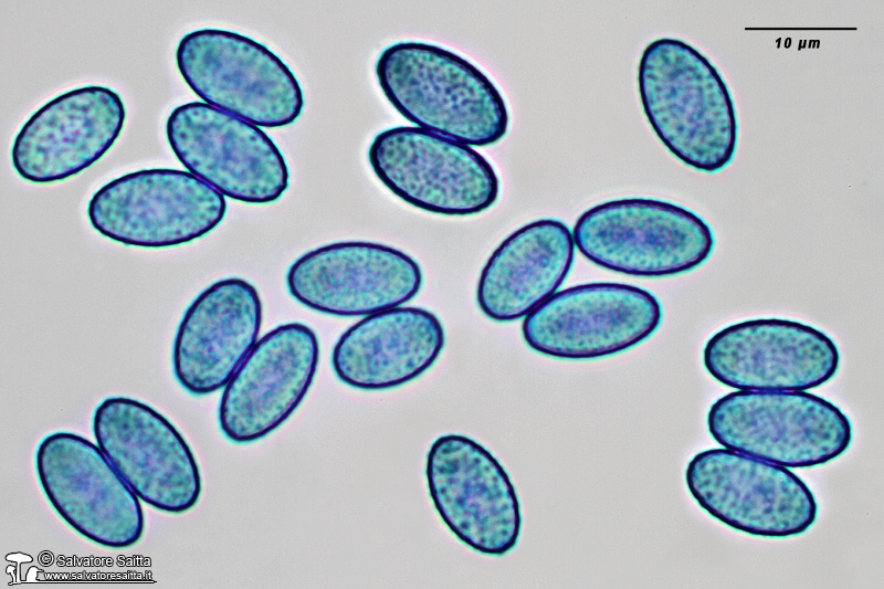 Geoscypha tenacella spore foto 1