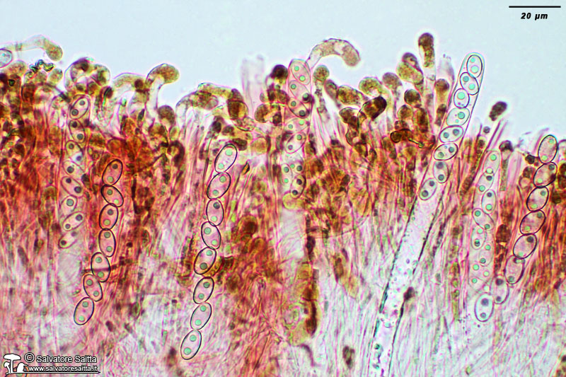 Geoscypha tenacella aschi e parafisi foto 1