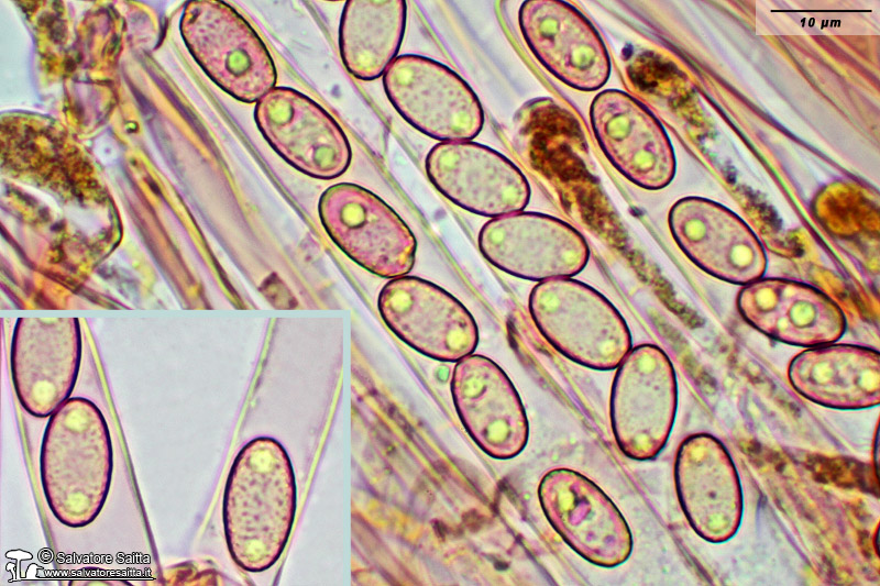 Geoscypha tenacella aschi, parafisi e spore foto 1