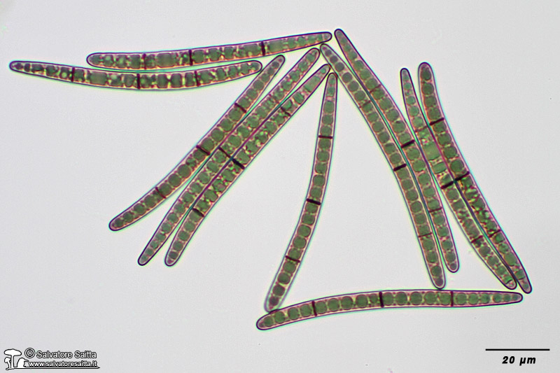 Glutinoglossum persoonii spore foto 3