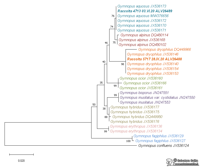 Gymnopus dryophilus albero filogenetico ITS