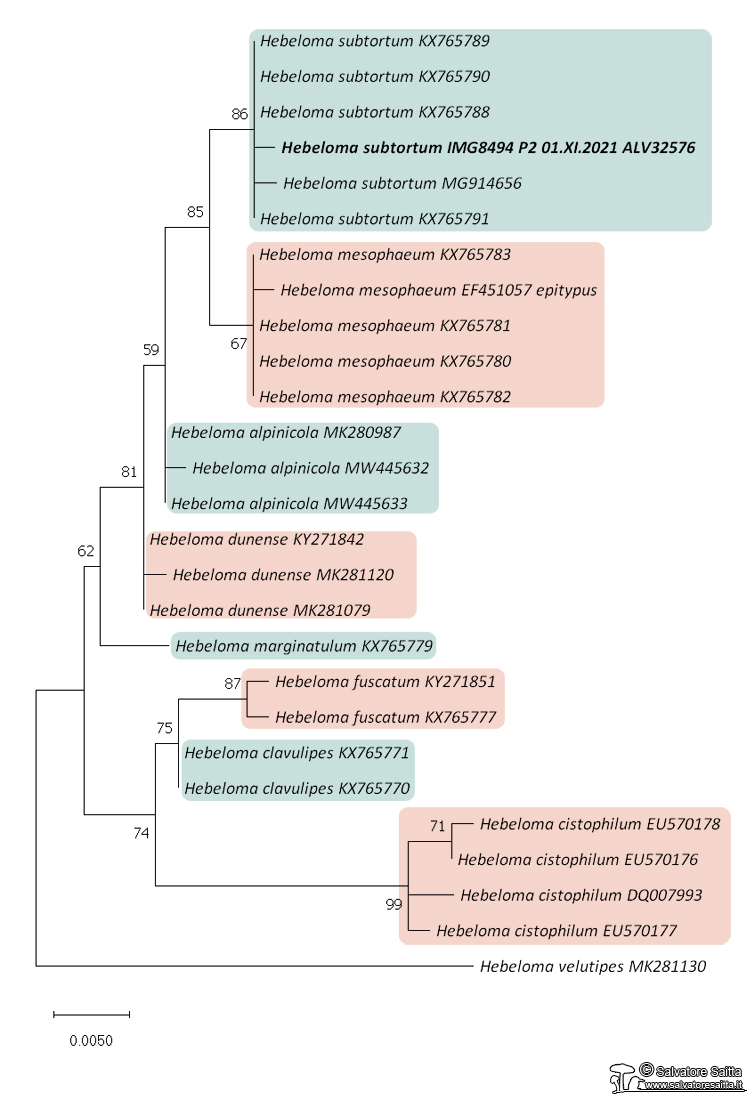 Hebeloma sezione Hebeloma albero filogenetico foto 1