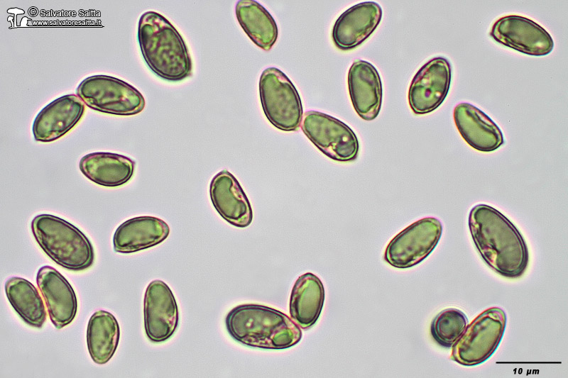 Hebeloma subtortum spore foto 1