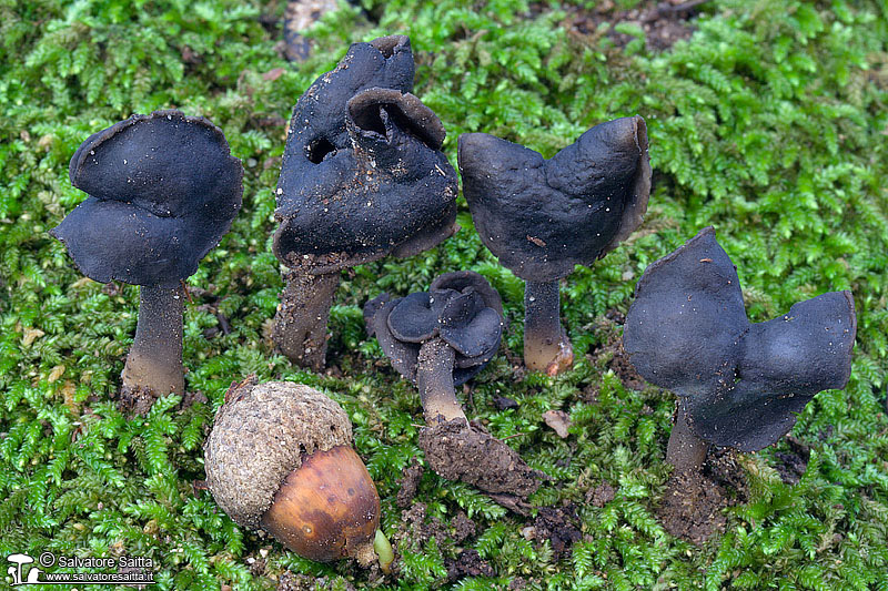 Helvella atra foto 2