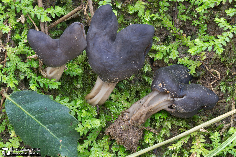 Helvella inexpectata foto 1