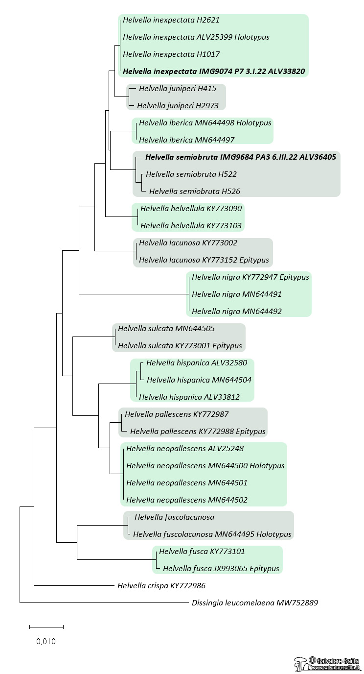Helvella albero filogenetico foto 2