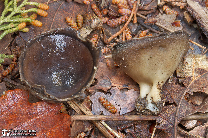 Helvella leucomelaena foto 1