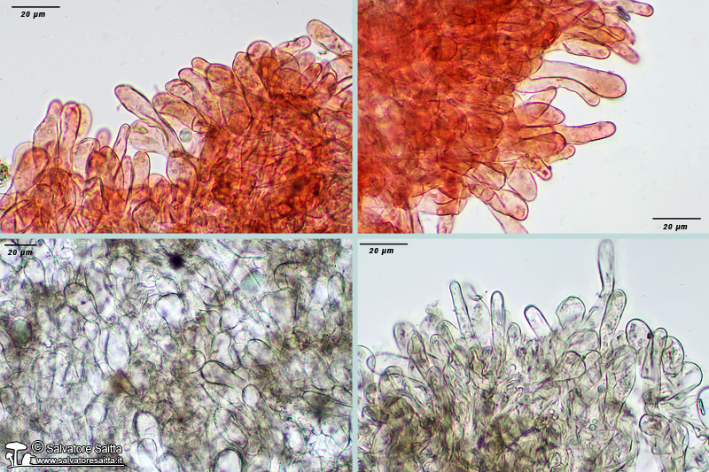 Helvella leucomelaena excipulum ectale foto 1