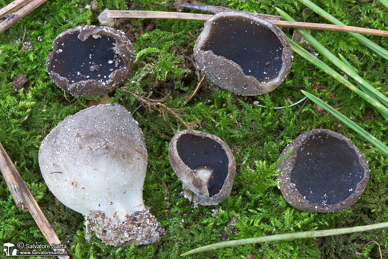 Helvella leucomelaena foto 2