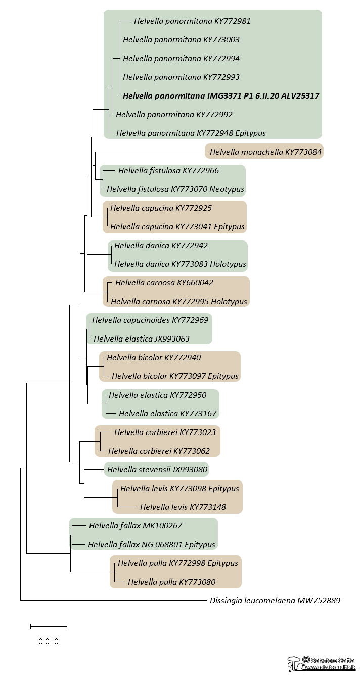 Helvella panormitana albero filogenetico foto 1