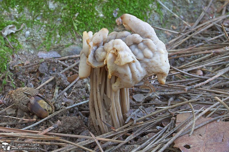 Helvella pithyophila foto 1