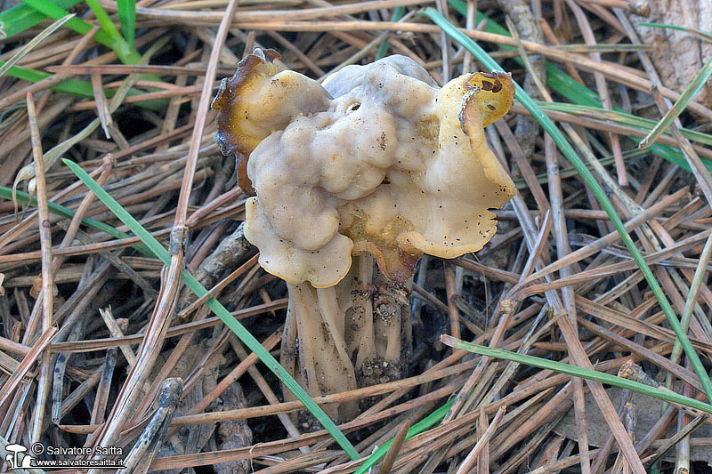 Helvella pithyophila foto 2