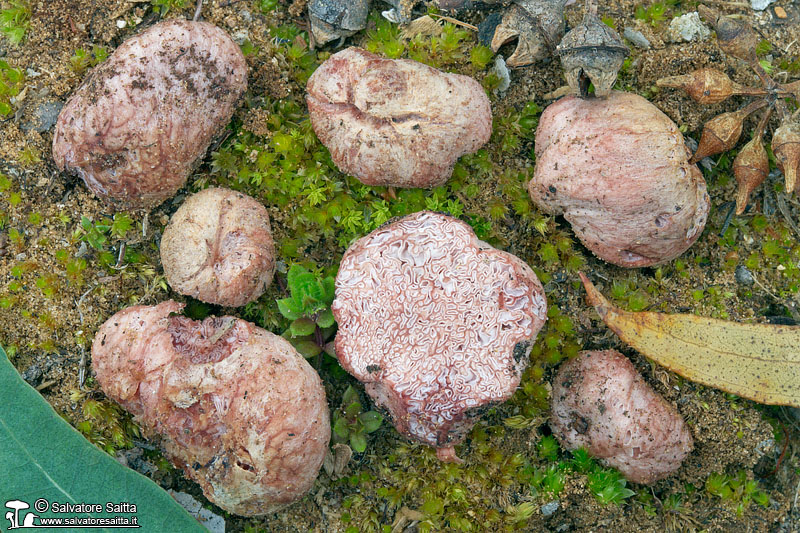 Hydnangium carneum foto 1