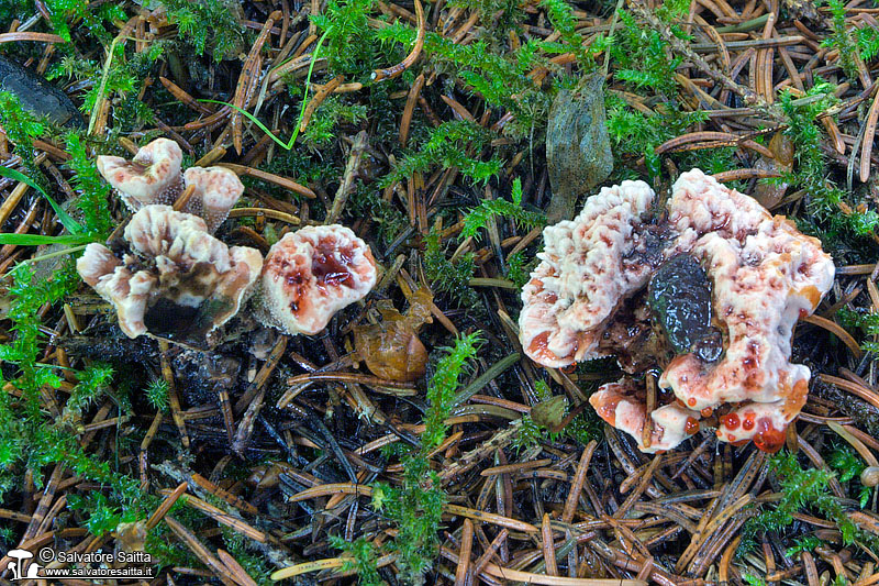 Hydnellum peckii foto 1