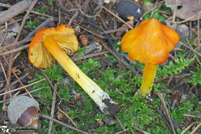 Hygrocybe acutoconica foto 1